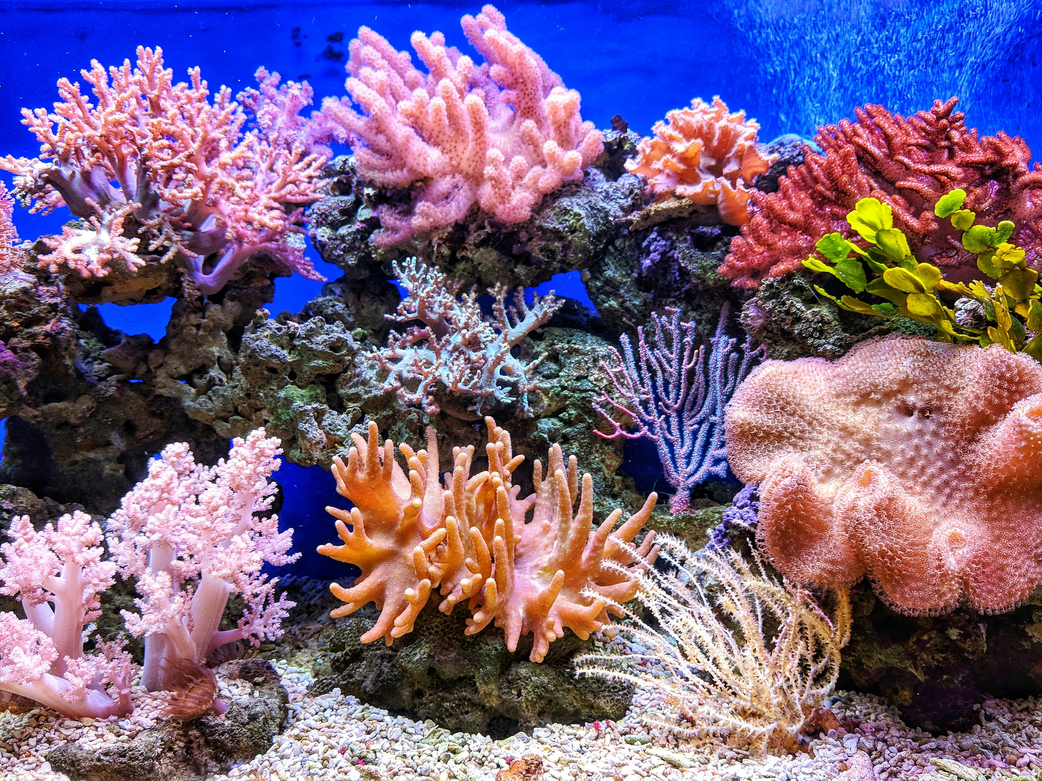 Vibrant coral reef in a saltwater aquarium